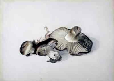 ARMITT MUSEUM AND LIBRARY | BEATRIX POTTER