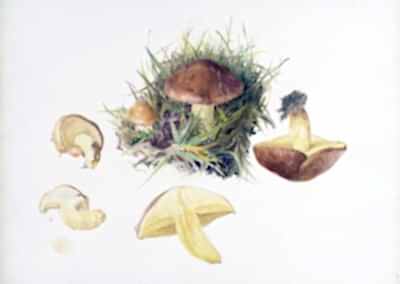 ARMITT MUSEUM AND LIBRARY | BEATRIX POTTER