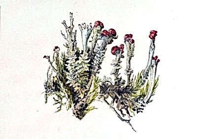 ARMITT MUSEUM AND LIBRARY | BEATRIX POTTER