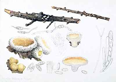 ARMITT MUSEUM AND LIBRARY | BEATRIX POTTER