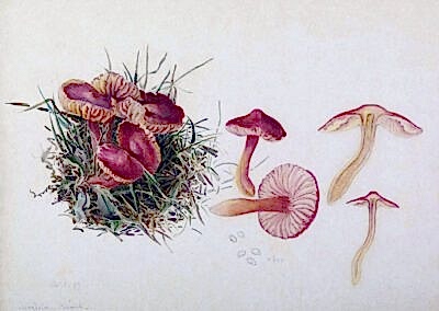 ARMITT MUSEUM AND LIBRARY | BEATRIX POTTER
