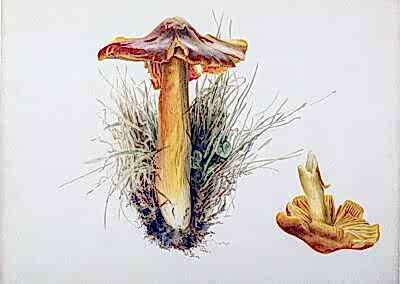 ARMITT MUSEUM AND LIBRARY | BEATRIX POTTER