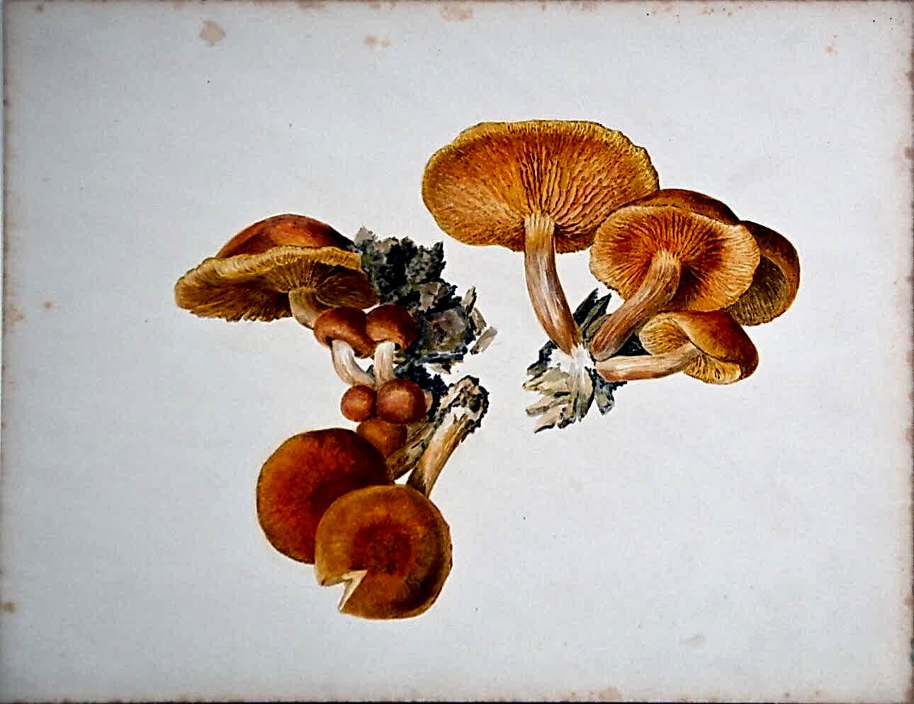 1958.5040 Flammula spinea or Gymnopilus sapineus